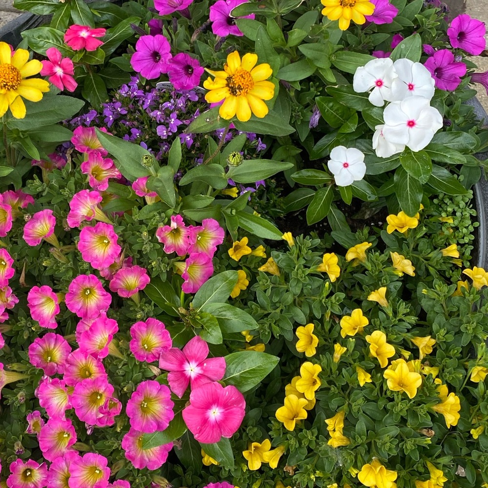 Meet your Posher, Carena